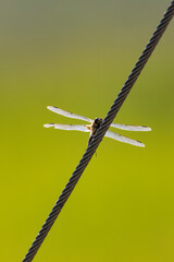 A dragonfly on a wire