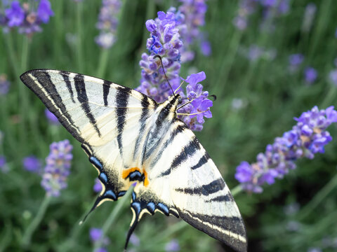 Zebra swallowtail butterfly in rows of lavender