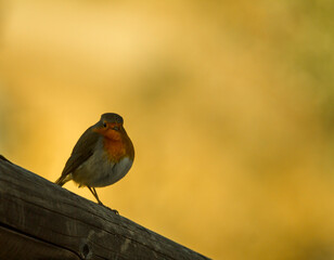 Robin perched on a beautiful sunset in Spain