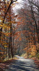 The colorful forest view in the natural park in autumn