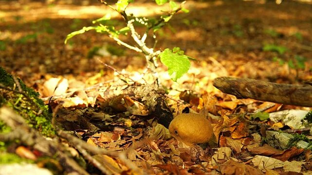 explosive mushroom with brown antimicrobial powder Basketball common in forest, Lycoperdon perlatum, wolf's fart or devil's hives, family: Agaricaceae. fascinating mycology