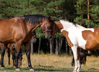 Horses in love