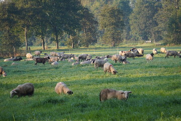 Schafe am Niederrhein 