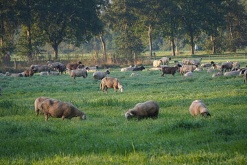 Schafe am Niederrhein 