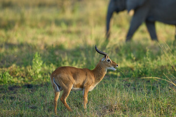 Male Puku (Kobus vardoni) grazing on grassland in South Luangwa National Park, Zambia