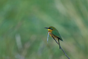 Little Bee-eater (Merops pusillus) perched on a twig with insect in its beak in South Luangwa National Park, Zambia