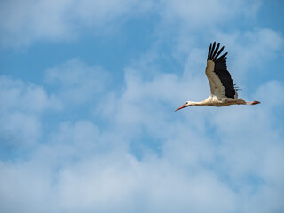 Storck flying high