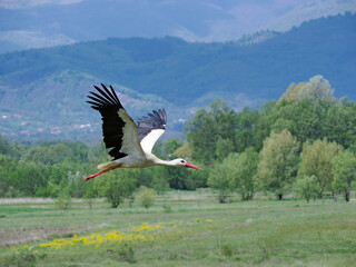 Stork flying low