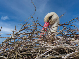Stork on the nest © Catalin