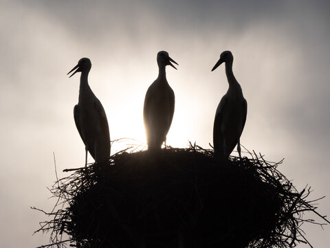 Storck chicks waiting in the nest