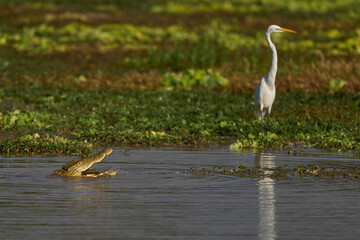 Nile Crocodile (Crocodylus niloticus) hunting fish in a shallow lagoon in South Luangwa National Park, Zambia