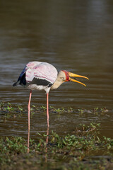 Yellow-billed Stork (Mycteria ibis) feeding on fish in shallow lagoons at the seat of the rainy...