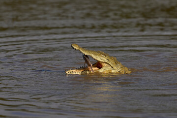 Nile Crocodile (Crocodylus niloticus) hunting fish in a shallow lagoon in South Luangwa National Park, Zambia