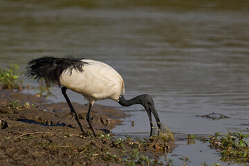 African Sacred Ibis (Threskiornis aethiopicus) feeding in a shallow lagoon at the start of the...