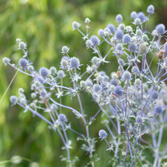 flowers in the garden