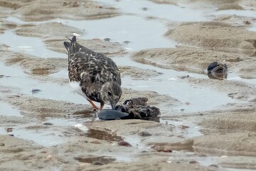 Ruddy turnstone, Arenaria interpres, feeds on the beach