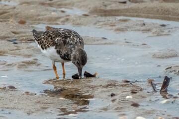 Ruddy turnstone, Arenaria interpres, feeds on the beach