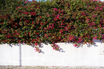 Flowers on white wall bright background