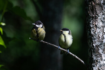 A mother great tit with her offspring