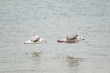 two seagull flies over the sea