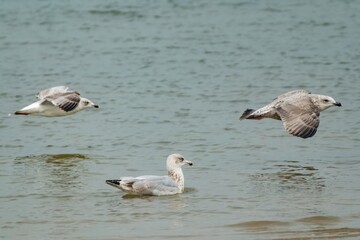 two seagull flies over the sea