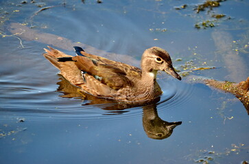 Female American Wood duck at Mud Lake in Ottawa, Ontario, Canada.
