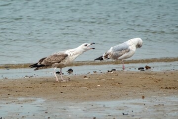 seagull is crying at the beach
