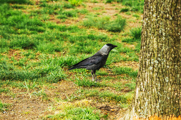 Prague, Czech Republic - May 11, 2019: The western jackdaw (Coloeus monedula), also known as the Eurasian jackdaw. A beautiful bird walking on grass. An European bird in park.