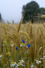 Obraz premium Cornflowers in a cornfield.
