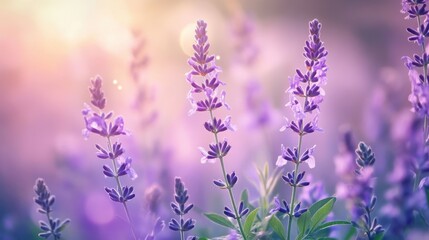 Obraz premium A close-up of purple wildflowers growing in a meadow, with intricate petal details and soft light creating a serene scene.