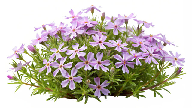 Creeping flowering plant Creeping phlox isolated on transparent background