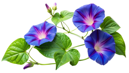 Creeping flowering plant morning Glory isolated on transparent background