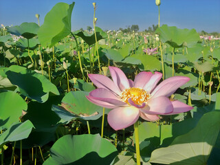 Nelumbo nucifera Sacred Lotus Indian Lotus plant seasonal thriving in lakes wetlands of Pakistan...