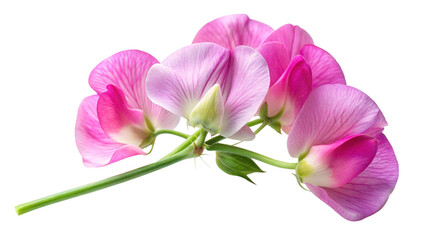Fototapeta premium Creeping flowering plant Sweetpea isolated on transparent background