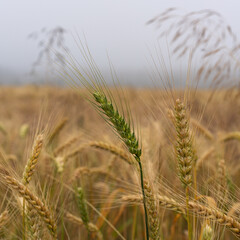 Crop field in summer.