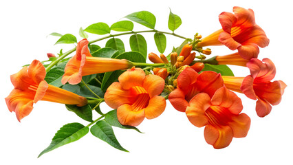 Creeping flowering plant Trumpet vine isolated on transparent background