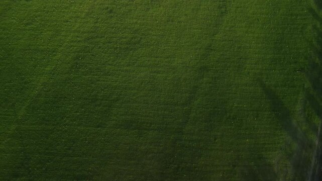 Flying over a green wheat field.