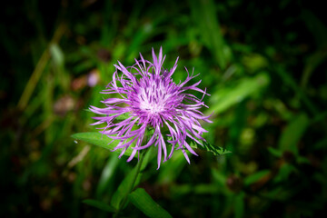 photographs of beautiful flower landscapes
