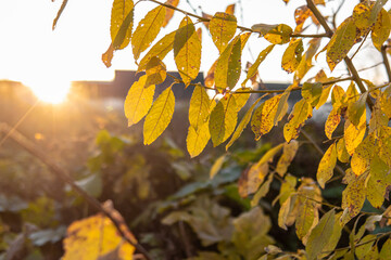 Yellow tree leaves in autumn. The first autumn frosts