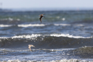 Common ringed plovers flying above sea