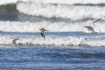 Common ringed plovers flying above sea
