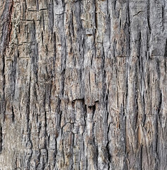 Detailed close-up of rough textured tree bark, perfect for nature backgrounds, patterns, and organic textures.
