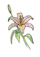 lily without background