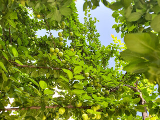 Fototapeta premium Close up photo of stack of plum or plums hanging on a branch and tree with leaf. Copy space photo.