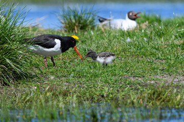 In a lush wetland, a parent oystercatcher feeds its chick while another bird observes nearby. The...