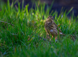 The meadow pipit, with intricate patterns on its plumage, searches for food among the vibrant green grass in a peaceful park setting under clear skies