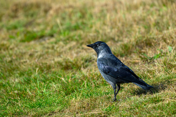 A solitary western jackdaw is seen walking on lush green grass under clear skies. The bird's feathers glisten in the sunlight, adding to the beauty of the park setting