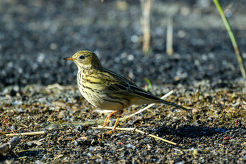 The meadow pipit, with intricate patterns on its plumage, searches for food among the vibrant green grass in a peaceful park setting under clear skies