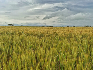 Vibrant agricultural plains fields landscapes of Pakistan.

These fertile plains of Indus River Basin highlight the rich farming traditions and abundant harvests central to Pakistan’s economy.