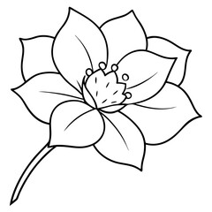 black and white lily flower on white background